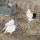 دجاج فرنسي كولمبي