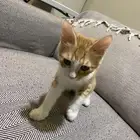 قط ذكر للتبني