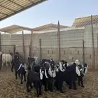 تيوس وجفرات عوارض