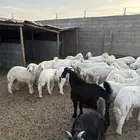 لطيان وتيوس للبيع ذبايح جمله وتفريد