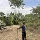 أشجار ظل مشاتل جملة