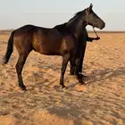 حصان مشترك