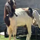 تيس فحل مشروط وصنف وهاد