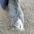 تيس مخصي فل الفل شحم ولحم