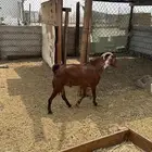 تيس فحل محايلي اوشح
