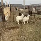 للبيع خروف ورخل حبص وخروف رفيدي