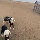 دواغير نجد (( تم البيع ))