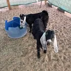 جفار