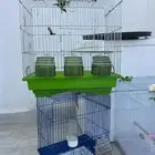 قفص طيور مجموعة