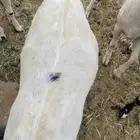 تيوس للبيع