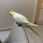 كروان او كوكتيل اليف