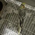 سلام عليكم انثي كروان فراشه