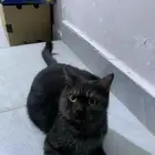قطه لتبني