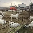 مشروع فحل بيشي ولد ولد عرنون بعمر 7اشهر