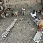 دجاج بلدي