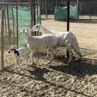 شاتين وحده والد وحده دافع