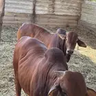 عجول حبتين بربر