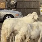 3 من الغنم بفحلها ولد ( تم البيع )