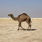 ليلبيع القود