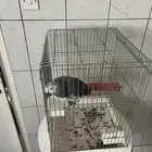 ببغاء كاسكو عمر سنتين الدمام