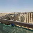 قعود بكره