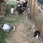 ارانب للبيع