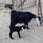 عوارض متابيع بالدوادمي