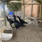 شامو الماني