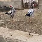 ديوك باكستاني