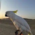 كوكاتو سلفر كرستد