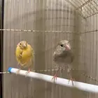 جوز كناري منتج