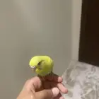 أنثى العمر أربعة أسابيع أليفة ما تعرف العض أبدا