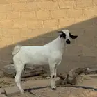 فحول واحد بيشي صنف وثاني بورقد