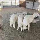 طليان وتيوس ذبايح ثلاجه مع ذبح وتوصيل.