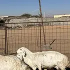 للبيع حريات صنف والد