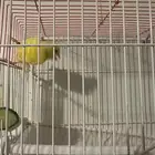 ذكر كناري سوري مغرد