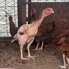 دجاجه وديك شامو