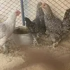 دجاج مهجن براهما للبيع