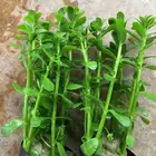 نبات مائي باكوبا