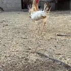 دجاج للبيع