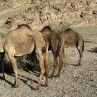 بكار مراح واحد وسم واحد العدد 5