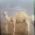 قعود لباني شحم حليب برسيم وشعير