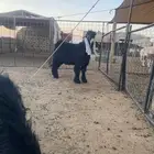 تيوس عوارض العدد ثنين