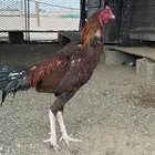 ديك باكستاني العمر حدود 9 شهور شرط اذان واضراب مستوى بطل