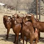 جفار دهم لون فاخر