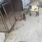 عنز عليها اثنين إناثي