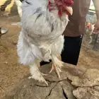 دجاج براهما ديوك
