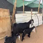 عنز عارضيه تحتها 2 تيس و جفره