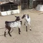 عناقين حص