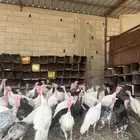 رومي فرنسي وبلدي سوبر جامبو